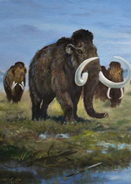 Палеонтология Дона. Выставка