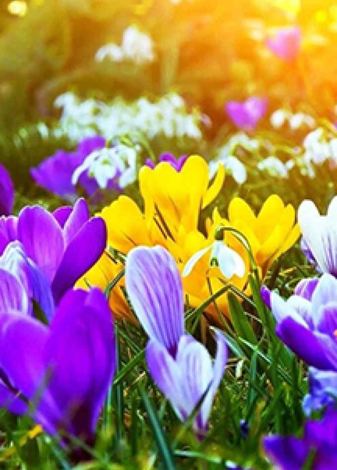 Женщины - цветы жизни