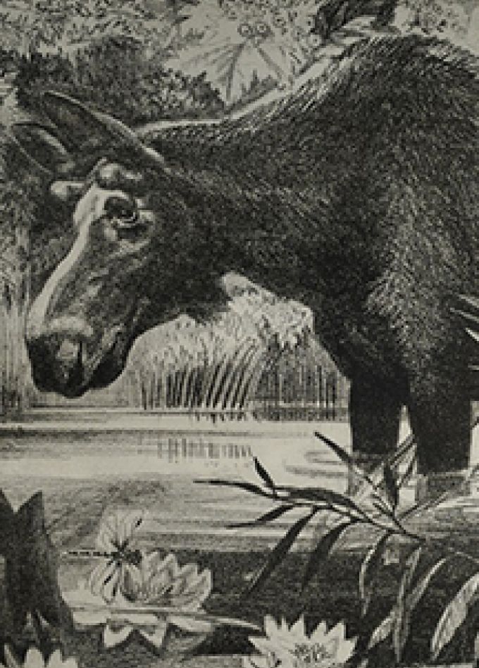 В мире животных. Выставка