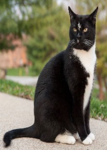 Кошачьи следы в истории. Познавательный час