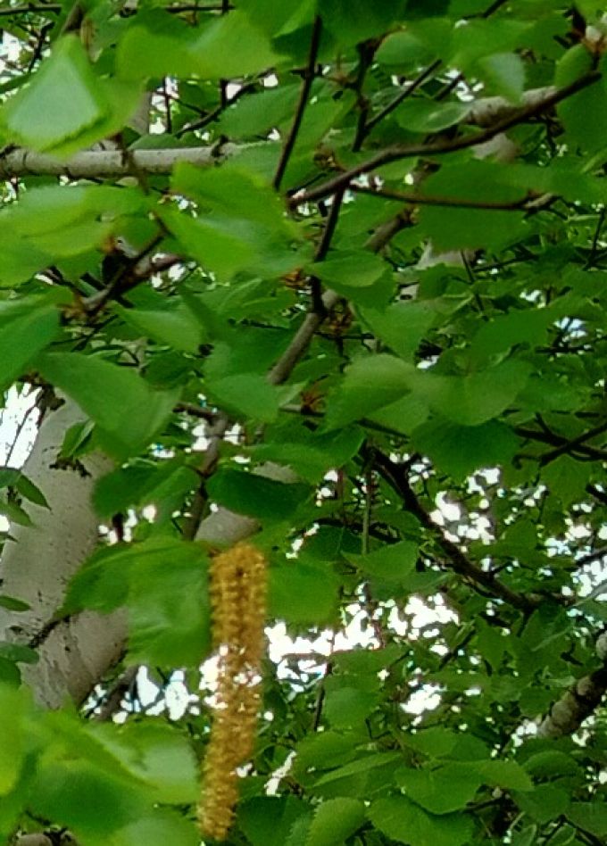 Народов много – Родина одна. Программа